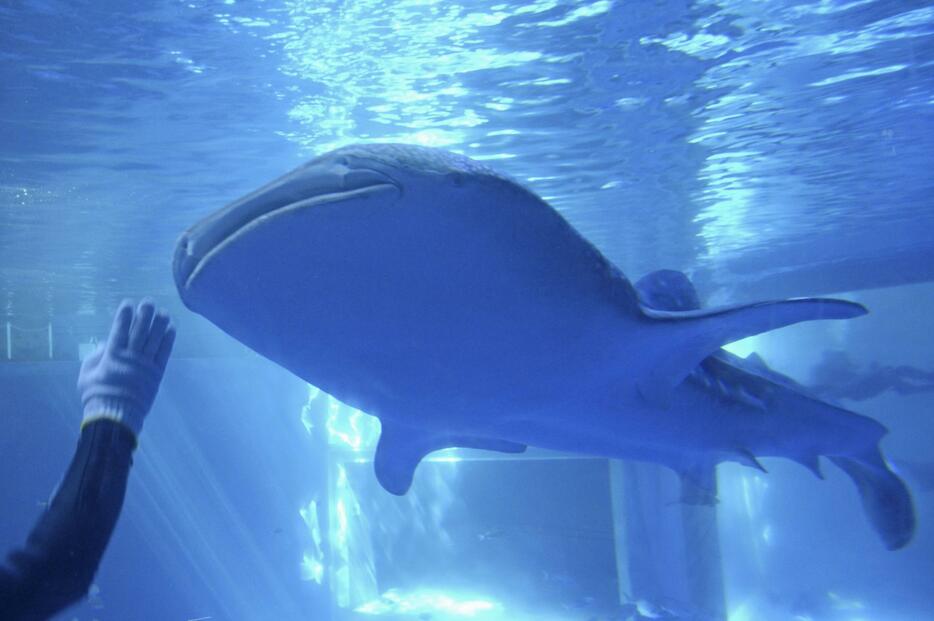 のとじま水族館の水槽に搬入されたジンベエザメ＝11日午前、石川県七尾市