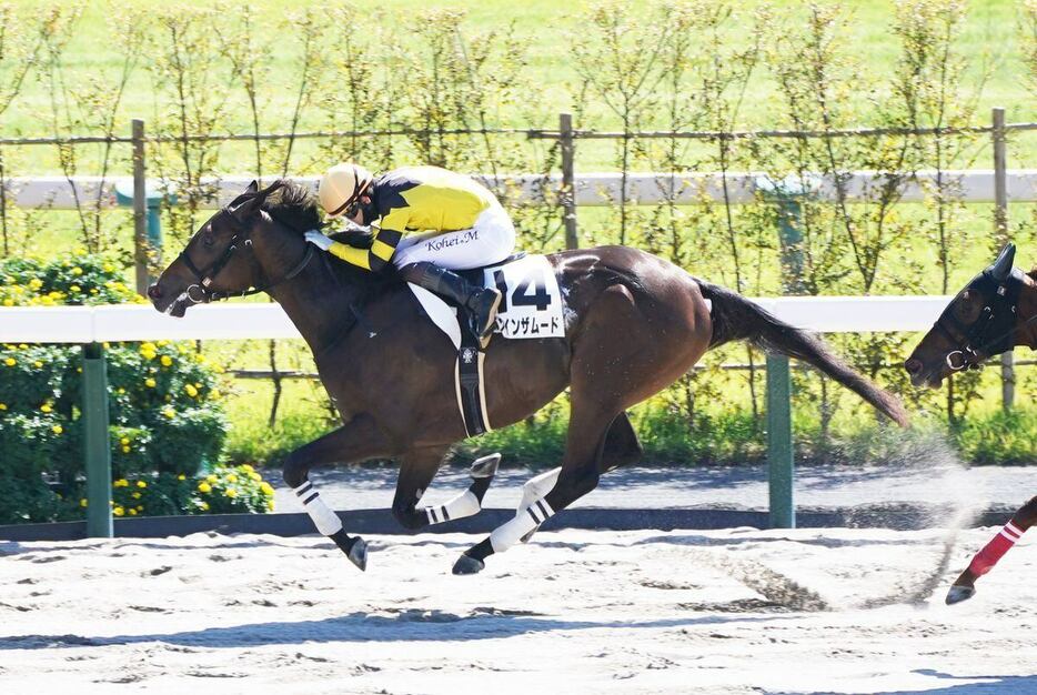 ドンインザムード＝京都競馬場（撮影・榎本雅弘）