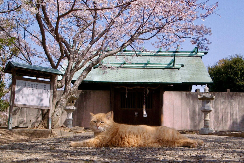 「五香宮の猫」シアター・イメージフォーラム（東京）、第七藝術劇場（大阪）、シネマ・クレール（岡山）ほか全国公開中（C）2024 Laboratory X, Inc