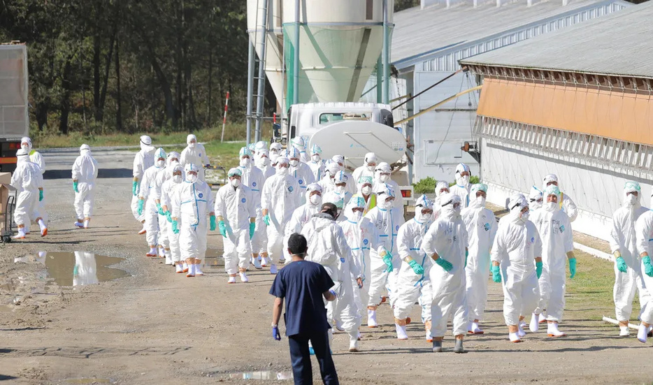 鳥インフルエンザが発生した養鶏場に防護服を着て集まる道職員たち=17日午前10時20分、厚真町