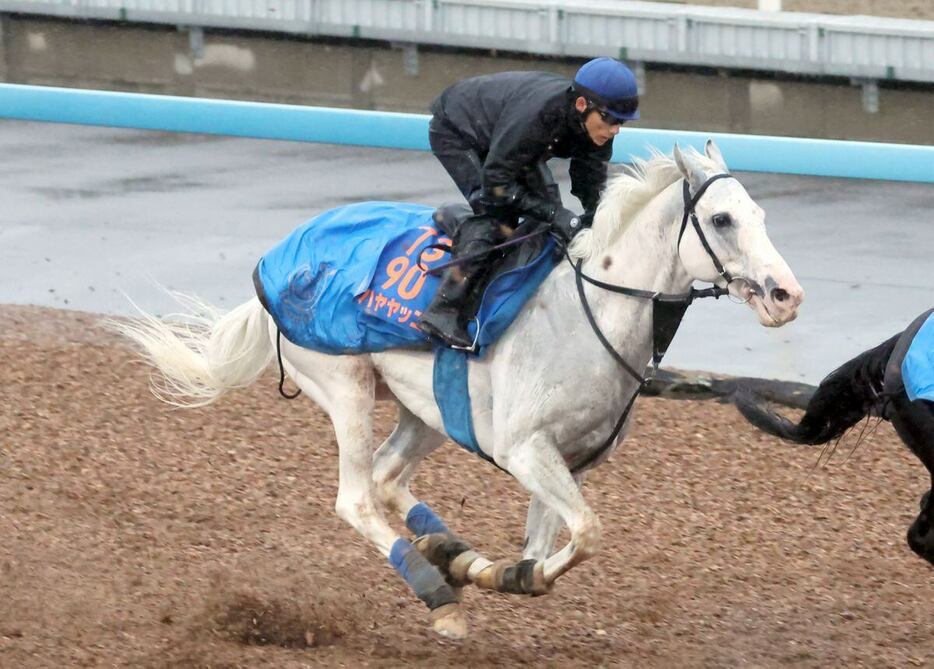 吉田豊騎手を背に調教を行ったハヤヤッコ＝美浦トレセン（撮影・塩浦孝明）