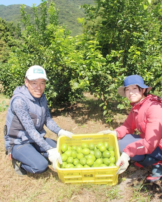 本格収穫が始まった小川香料おおいた佐伯農場のマリンレモン＝佐伯市米水津色利浦