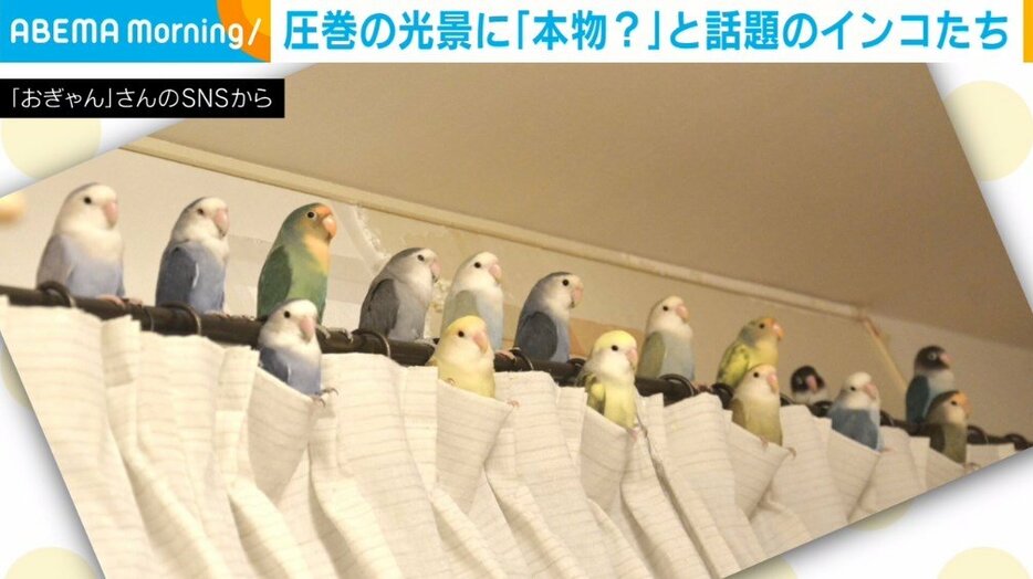 コザクラインコたち