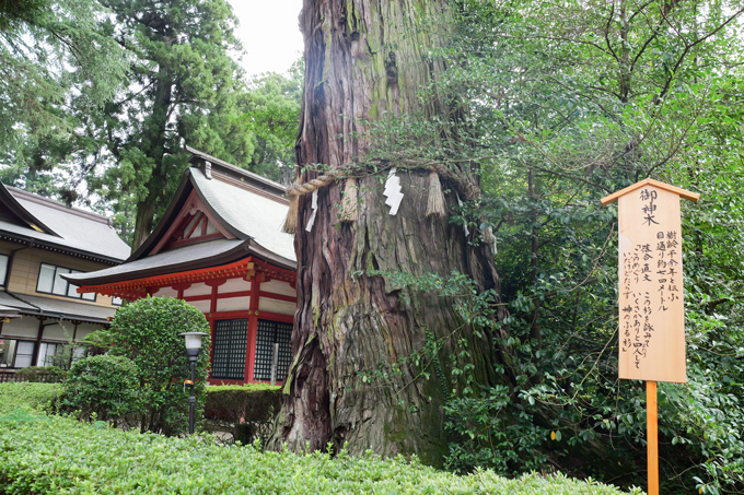 ※樹齢1000年以上といわれる御神木。