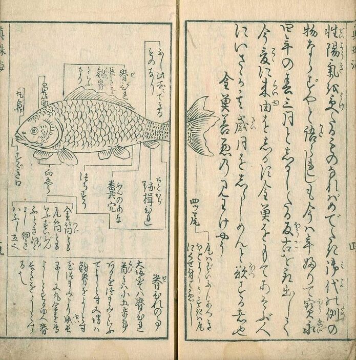 1748年の著書「金魚養玩（そだて）草」より　（国立国会図書館）