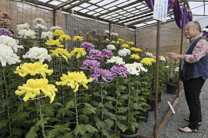 愛好家らが丹精した菊が咲き誇る大洲市菊花展