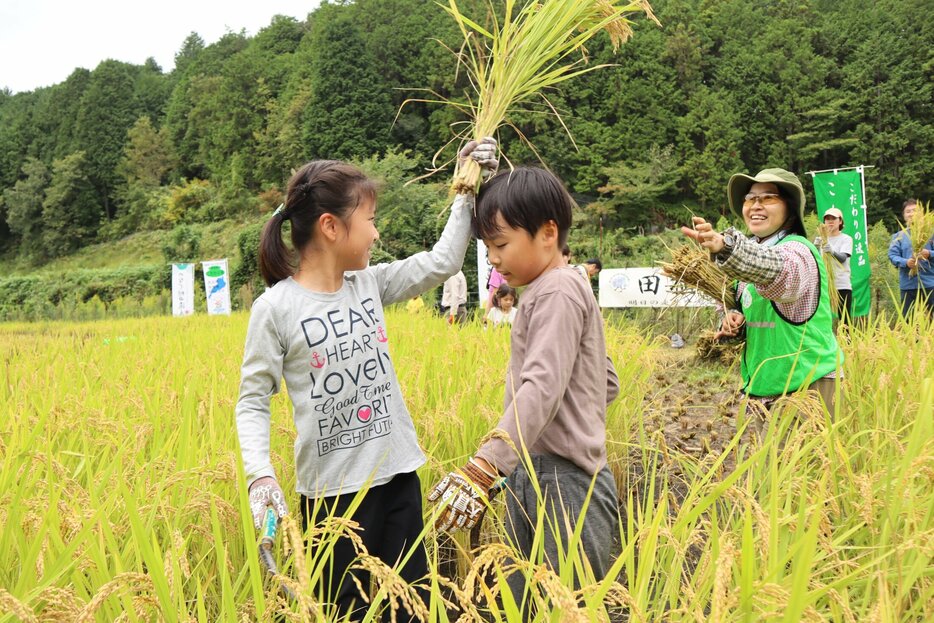 鎌を使って稲刈りを体験する子どもたち（栗東市荒張）