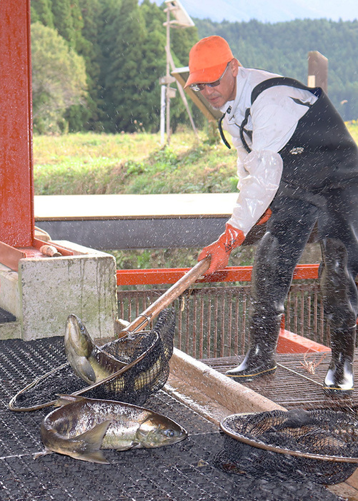 サケの遡上が始まった箕輪鮭漁業生産組合の採捕場＝遊佐町