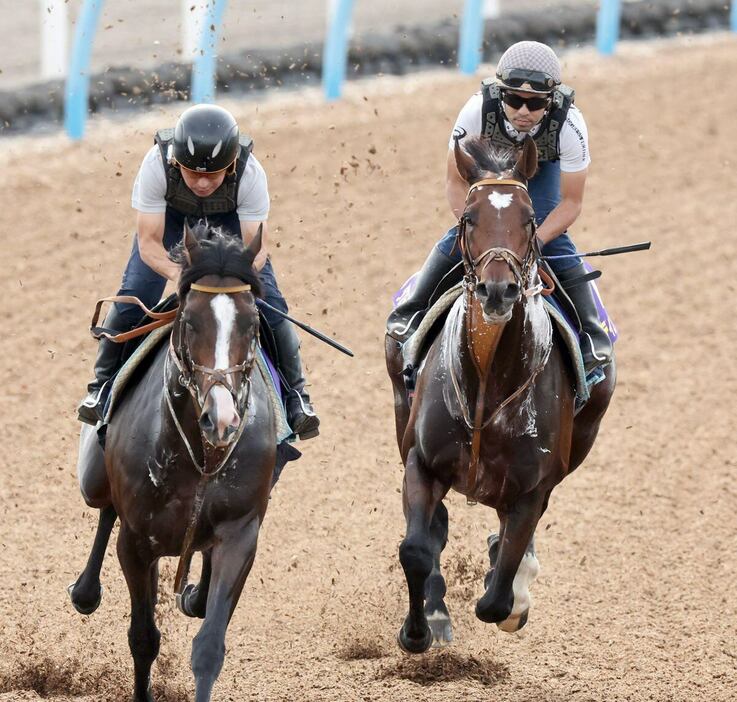 天皇賞・秋の追い切りを行ったダノンベルーガ（左）とタスティエーラ（右）＝美浦トレセン（撮影・塩浦孝明）