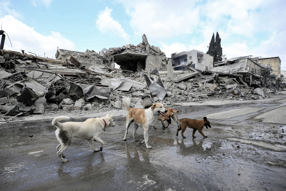 レバノン南部ナバティーエで、イスラエル軍の空爆により破壊された建物の前をさまよう犬（2024年10月17日撮影）。【翻訳編集】 AFPBB News