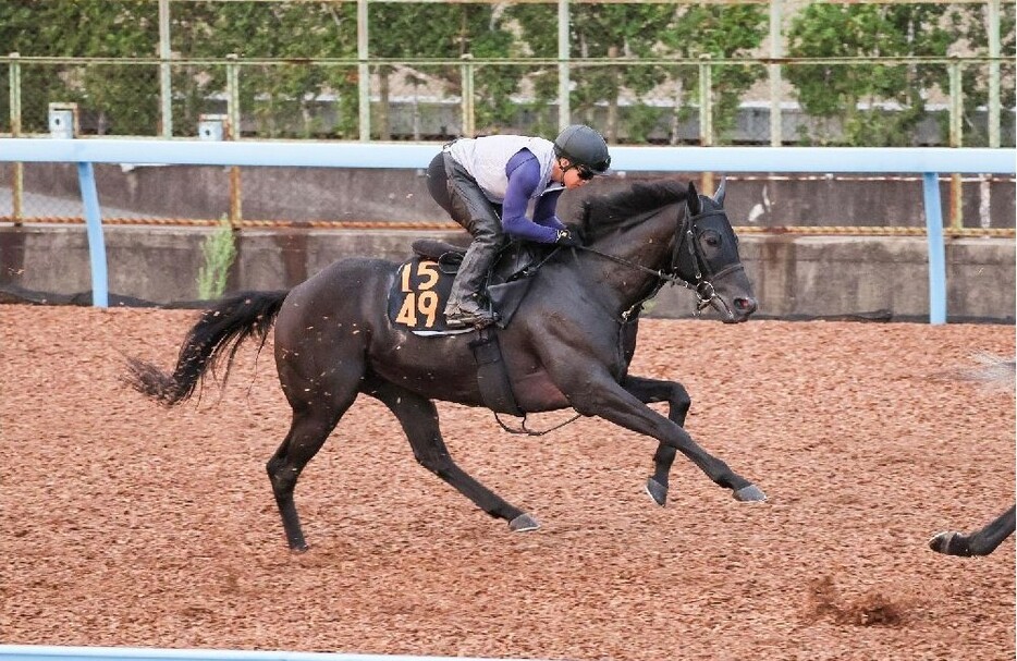 3歳馬2頭のうちオススメしたいのはロジリオンのほう