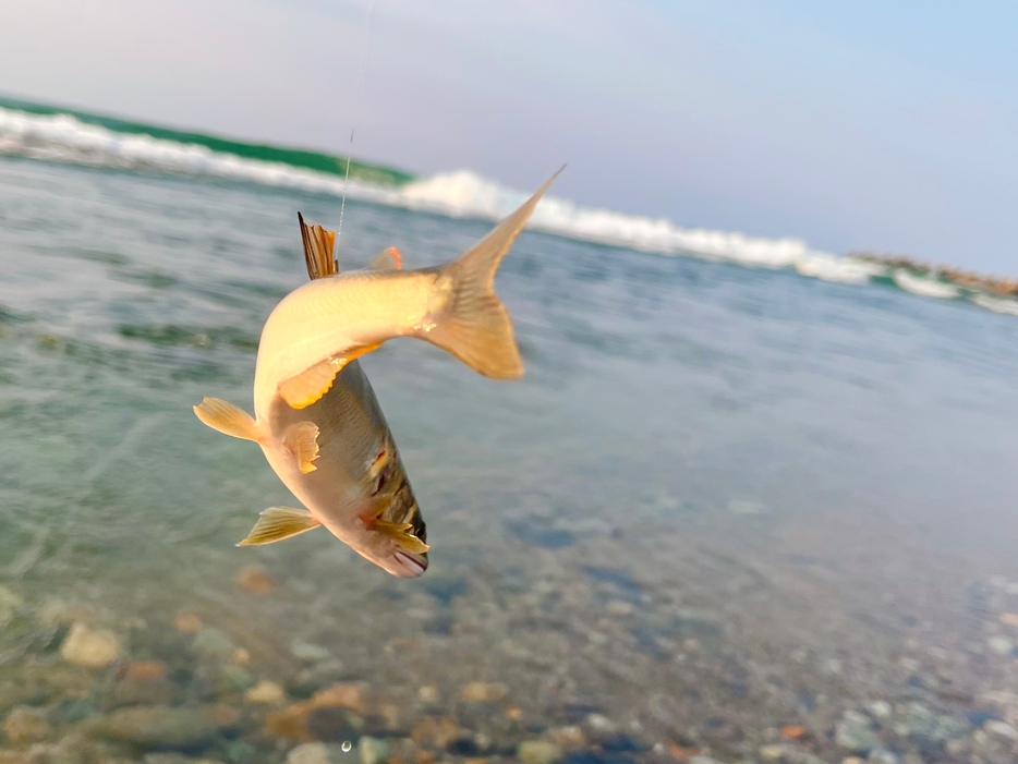 海の波の音を聞きながら釣りができる富山県小川。ここに棲む鮎は尾びれの切れ込みが深い。