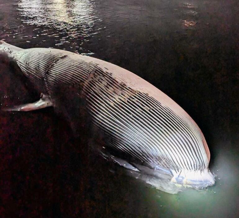 神戸市垂水区の瀬戸内海沖合で発見されたクジラの死骸（神戸市提供）