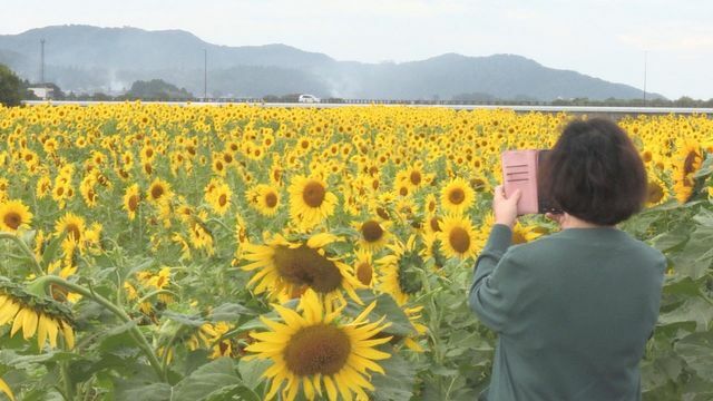 永平寺町の県道沿いで4万本のヒマワリが見ごろ(18日午前9時)