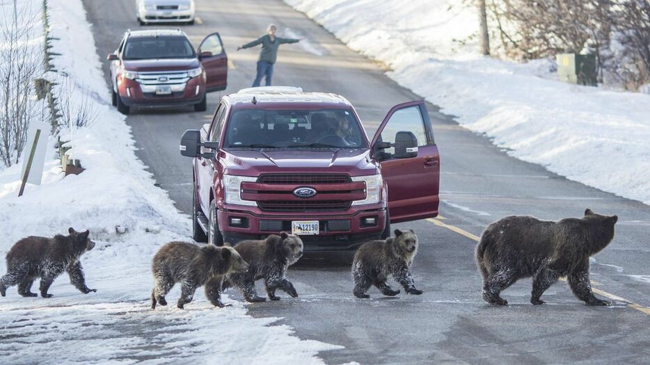 子グマを連れて道路を渡るグリズリー399＝2020年11月、米ワイオミング州ジャクソンホール（ジャクソンホール・ニュース＆ガイド提供、AP）