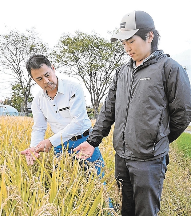 稲穂の状況を確認する和弘さん（左）と憲和さん。中小規模の農家支援の強化を求める