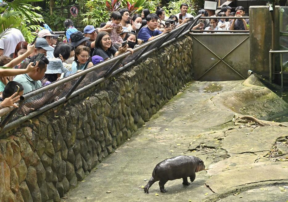 カバ舎内を歩く「ムーデン」を見守る来場者＝2024年9月、タイ・チョンブリ（共同）