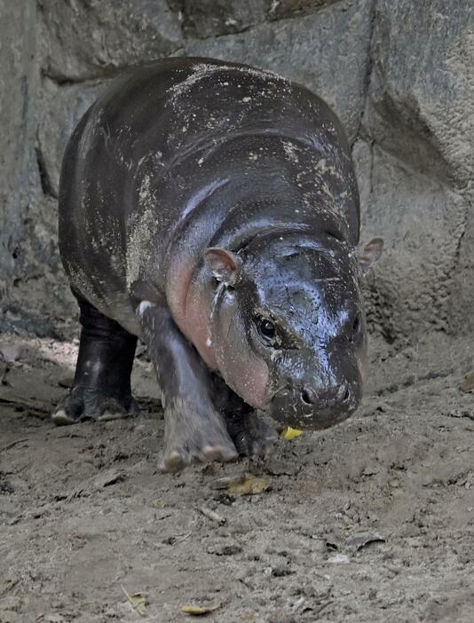 カバ舎内で立ち上がったコビトカバの「ムーデン」＝2024年9月、タイ・チョンブリ（共同）