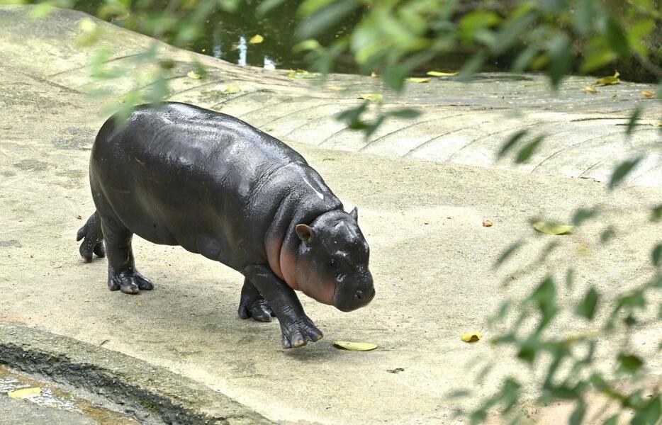 カバ舎内を歩くコビトカバの「ムーデン」＝2024年9月、タイ・チョンブリ（共同）