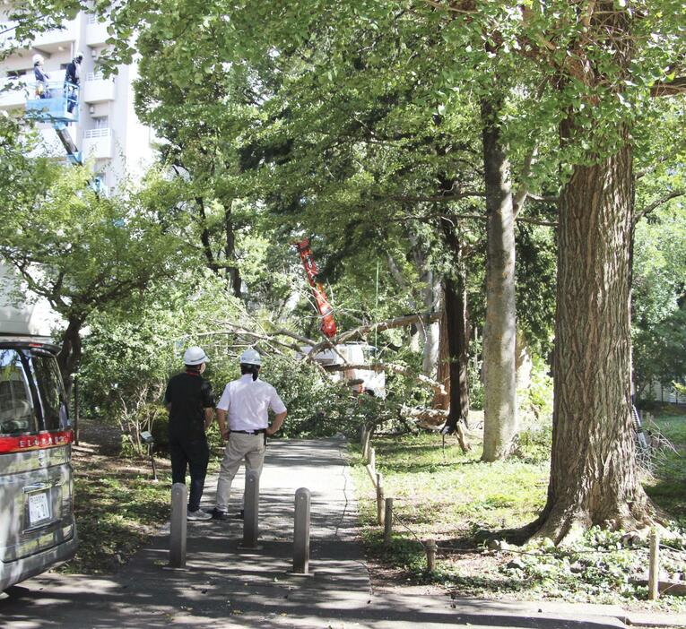 イチョウの枝が落下した現場＝9月、東京都日野市