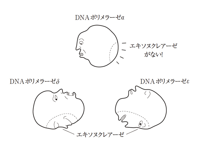 DNAポリメラーゼとエキソヌクレアーゼ。DNAポリメラーゼ、にはエキソヌクレアーゼ活性があるが、DNAポリメラーゼにはない　illustration by haruo nagami