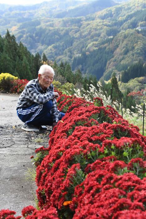 鮮やかに咲く赤色の菊の花と清水さん