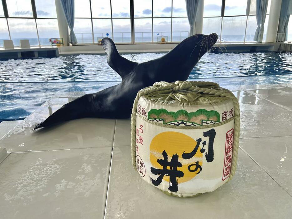 開宴セレモニーではアシカが乾杯ポーズで盛り上げる(アクアワールド県大洗水族館提供)