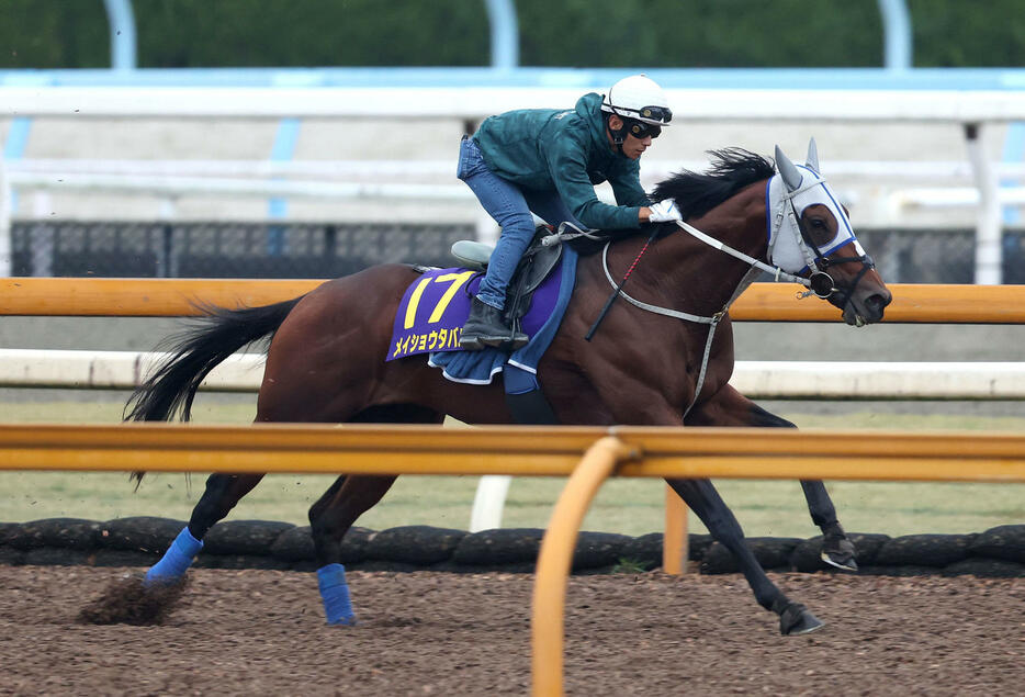 浜中騎手を背にCウッドを単走で追い切るメイショウタバル（撮影・白石智彦）