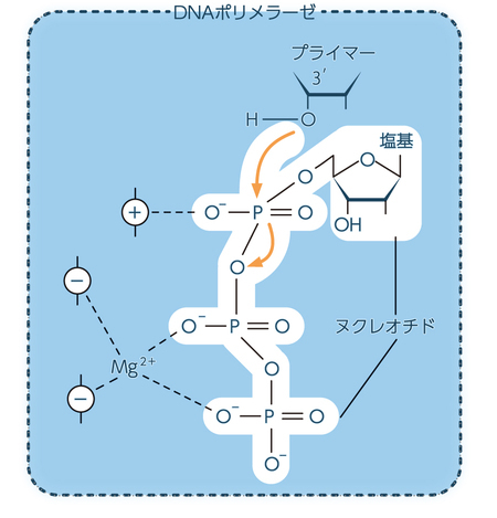 DNAポリメラーゼの活性中心におけるマグネシウムイオンのはたらき。 マグネシウムイオンが電子を引きつけることで、プライマーの3′水酸基とヌクレオチドとの結合が促進される(A. Kornberg, T. A. Baker, “DNA Replicatio……