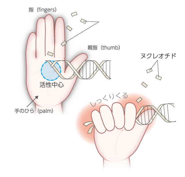 右手モデル