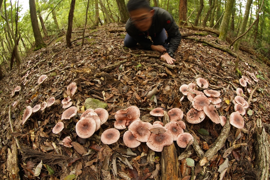 雑木林の林床に群生するサクラシメジ。これも秋の味覚＝2024年10月24日午後3時25分、兵庫県丹波篠山市今田町で