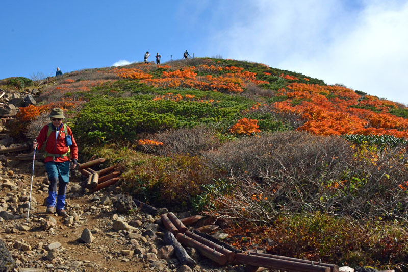 栗駒山頂から秋田県側に通じる登山道を行き交う登山客。両側の木々の葉が真紅に彩られている