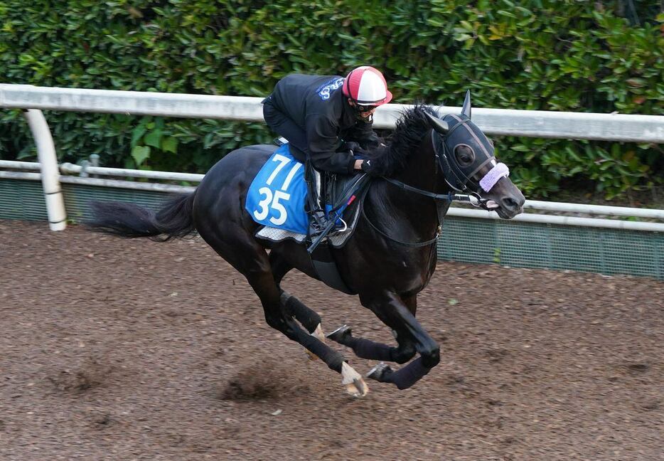 ショウナンバシット＝栗東トレセン（撮影・岩川晋也）