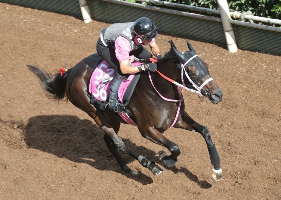 東京コース向きの決め手も持つショウナンザナドゥ