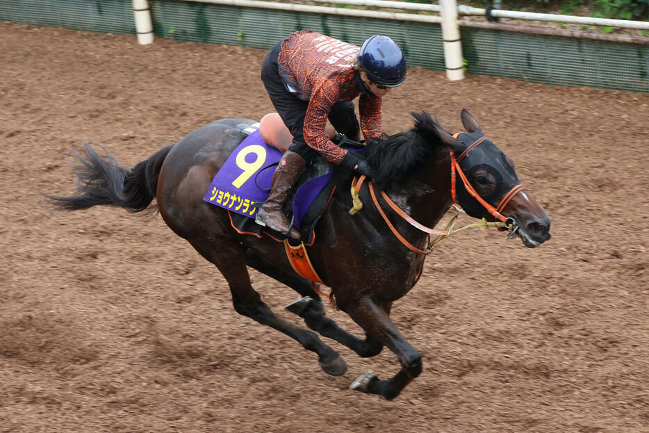 鮫島克駿騎手か騎乗し、坂路2本目を強めに追い切られたショウナンラプンタ