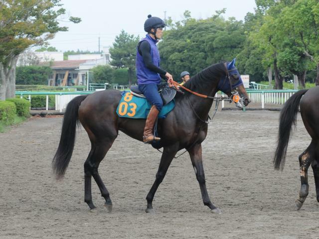 キングノジョーが19日東京で初陣(撮影：竹之内元)