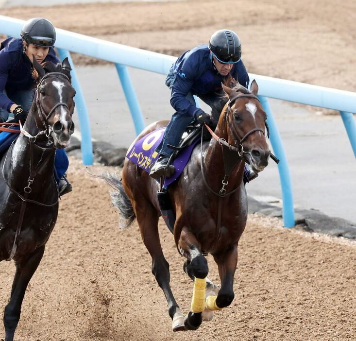 レーベンスティール＝美浦トレセン（撮影・塩浦孝明）