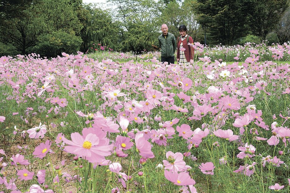 約18万本のコスモスが満開の国営アルプスあづみの公園堀金・穂高地区