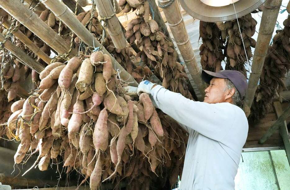 大野地区の特産品である「つらさげ芋」を作る男性＝１６日、垂水市