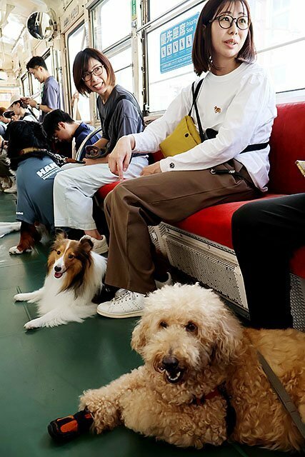 電車に揺られ、愛らしい表情の飼い犬たち