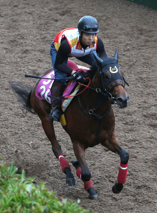 坂路を単走で追い切るカワキタマナレア（撮影・白石智彦）