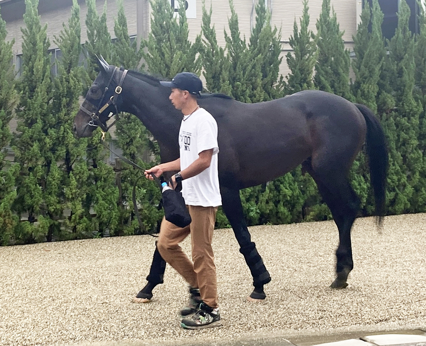 京都競馬場に到着したヘデントール（撮影・太田尚樹）