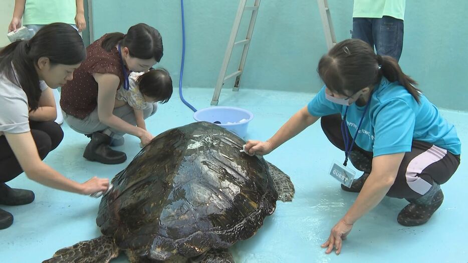 ウミガメの甲羅の清掃作業 三重県紀宝町の「ウミガメ公園」