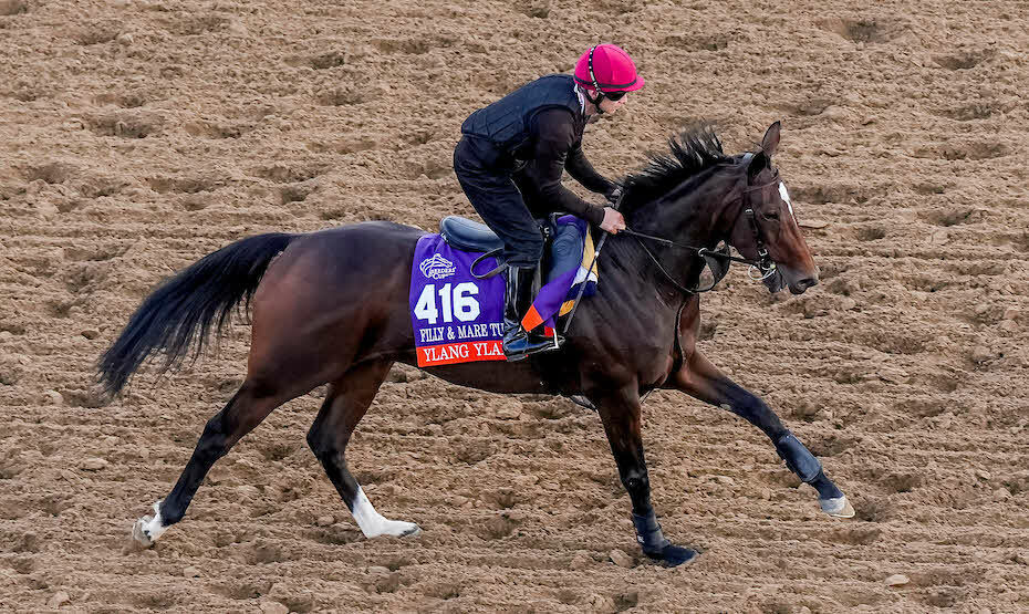 29日朝、調教するイランイラン（C）Scott Serio／Eclipse Sportswire／Breeders Cup