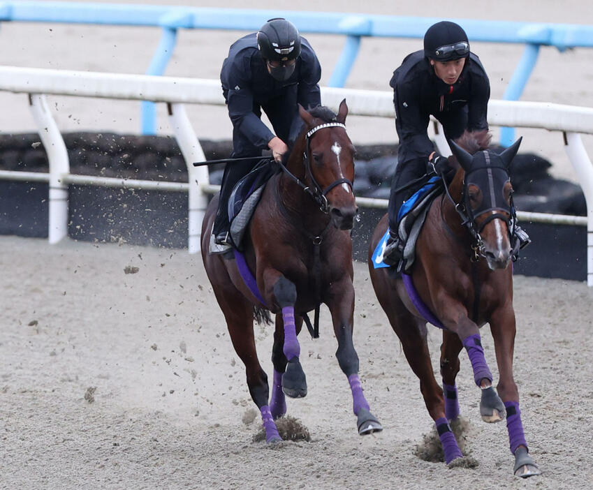 ドウデュース（左）はポリトラックをシヴァースと併せて追い切る（撮影・亀井直樹）