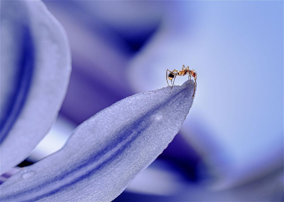 花びらの縁を歩くアリ (作品の写真はいずれも藤脇さん撮影)