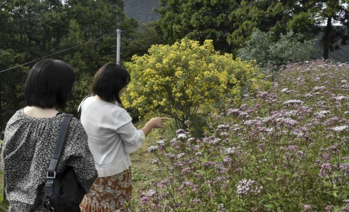 フジバカマやハナセンナなど、秋の花が見ごろを迎えた「犬寄峠の黄色い丘」