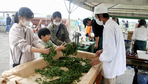 【茶葉の手もみ体験をする親子ら＝亀山市太森町の茶畑「中の山パイロット」で】