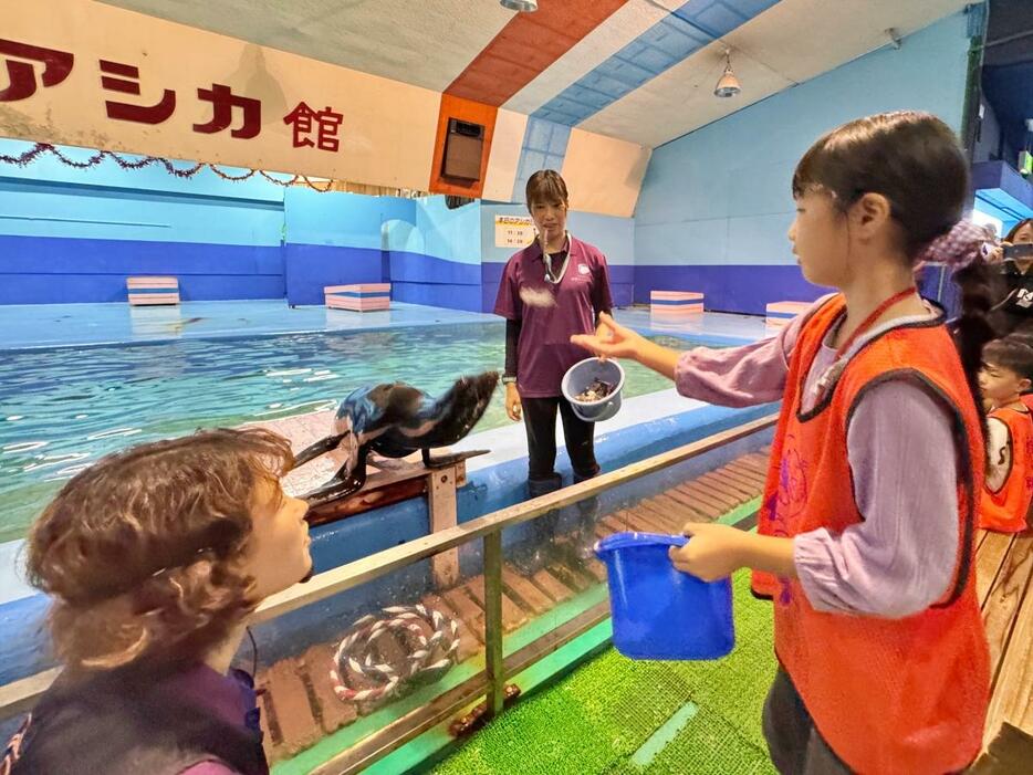 伊勢シーパラダイス　水族館飼育員目指して地元小学生がアシカに餌やり体験