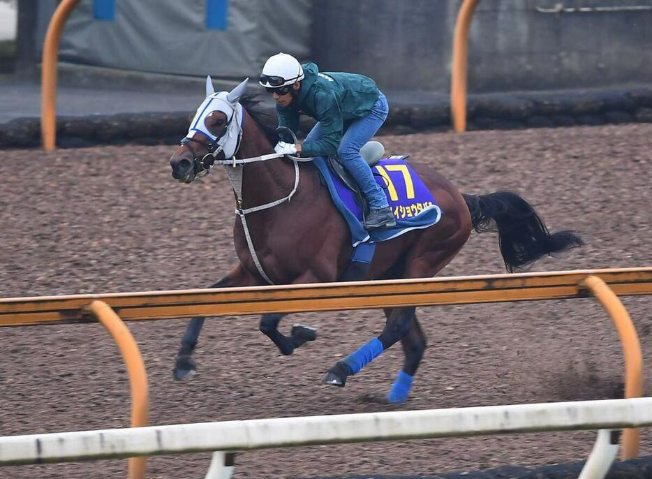 メイショウタバル＝栗東トレセン（撮影・岩川晋也）